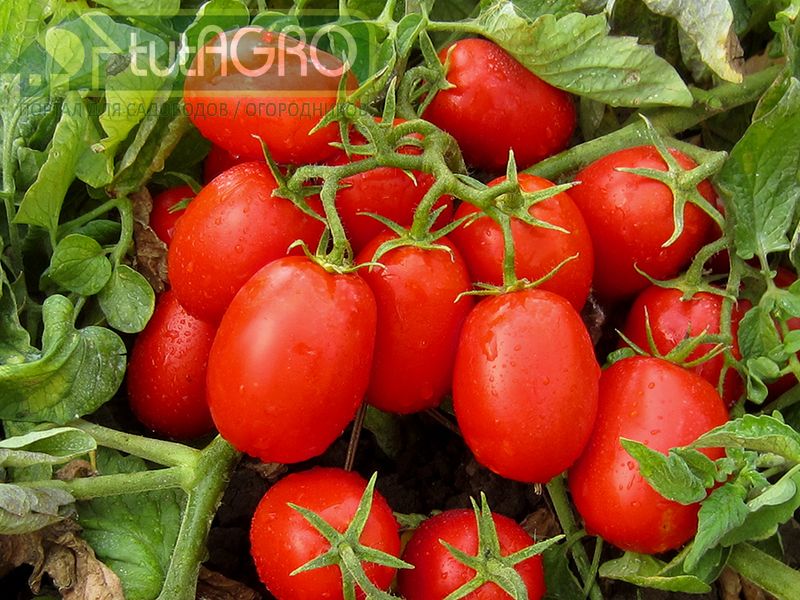 Строго придерживаться схемы обработок - AGROzen