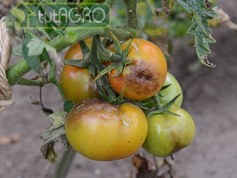 Создать благоприятные условия для роста растений - AGROzen