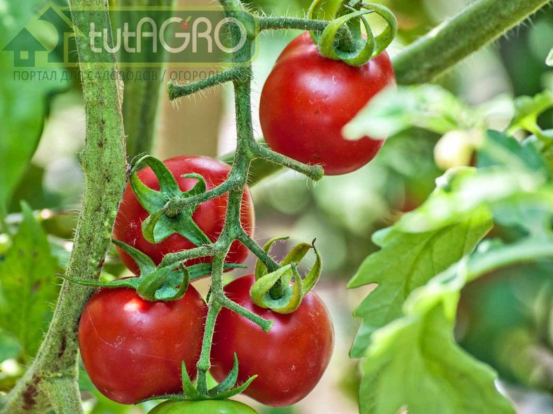 Эта же схема годится и для огурца, и для перца, и для баклажана и прочих овощей - AGROzen