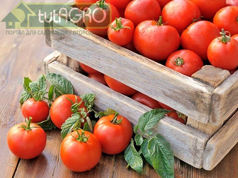 После уборки томатов есть ли смысл обработать плоды триходермой - AGROzen