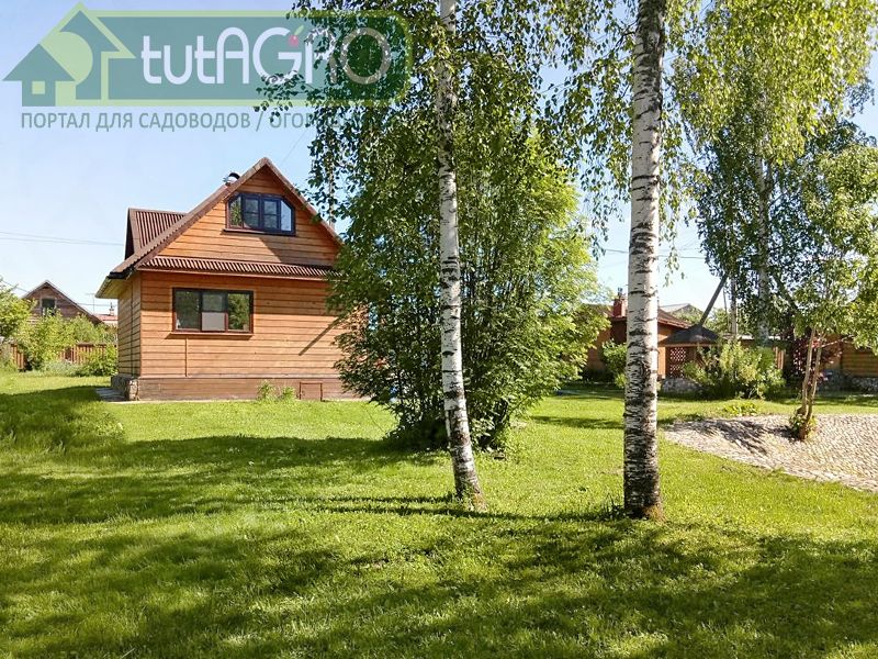 Чем можно засеять новый участок, на котором росли березы и сосны? - AGROzen
