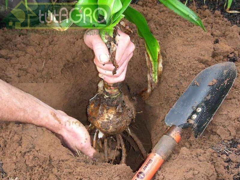 С луковиц удаляют чешуйки с ржавыми и бурыми пятнами, корни подрезают, оставляя 10-15 см С луковиц удаляют чешуйки с ржавыми и бурыми пятнами, корни подрезают, оставляя 10-15 см - AGROzen