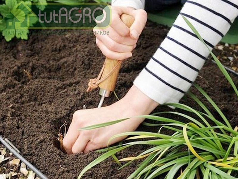 Расстояние между луковицами при посадке зависит от высоты и мощности растений Расстояние между луковицами при посадке зависит от высоты и мощности растений - AGROzen