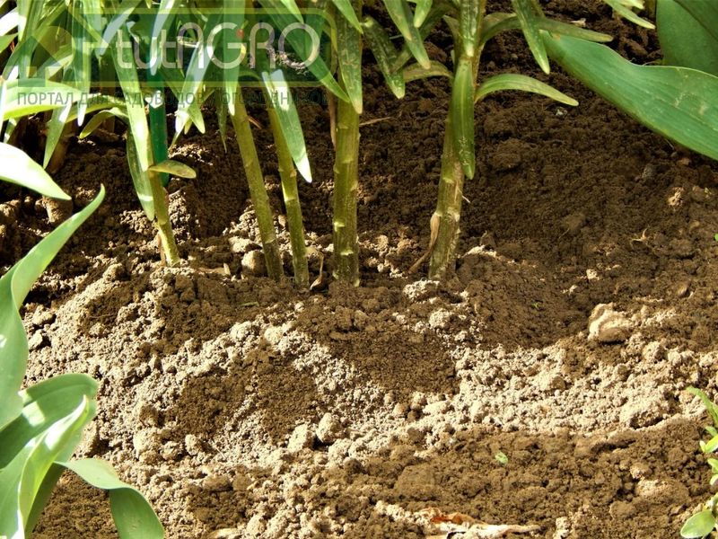 В сухую погоду эти удобрения лучше вносить в жидком виде В сухую погоду эти удобрения лучше вносить в жидком виде - AGROzen