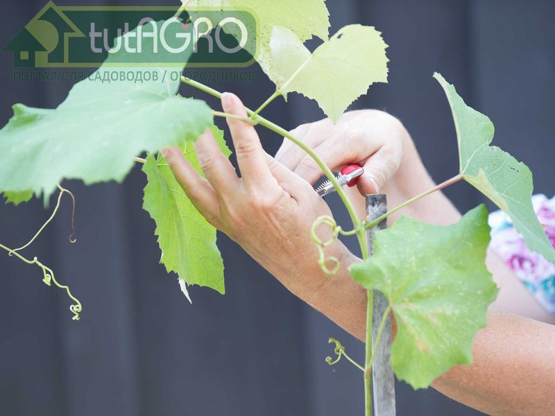 В конце лета-начале осени проведите предварительную обрезку - AGROzen