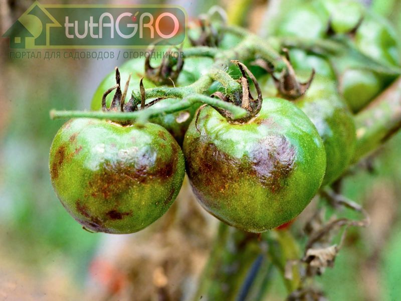 Обработка раствором с авокадо эффективна против фитофтороза - AGROzen