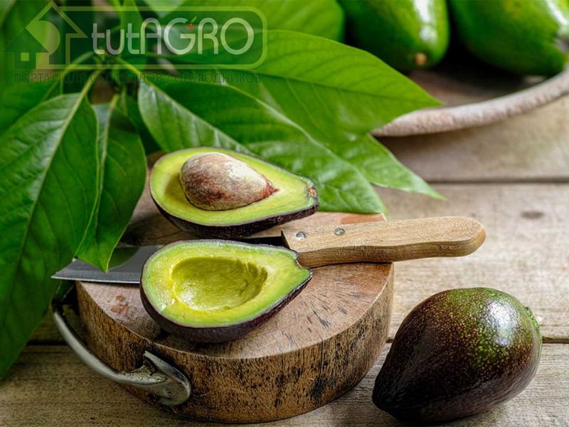 Такой сильный фунгицидный эффект не должен пропасть даром - AGROzen