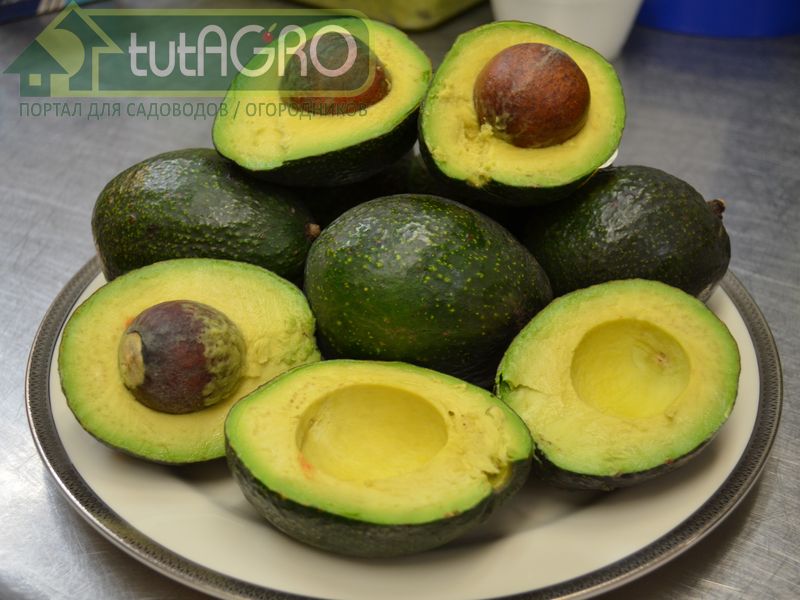 Для профилактики достаточно обрабатывать растения раз в 14 дней - AGROzen