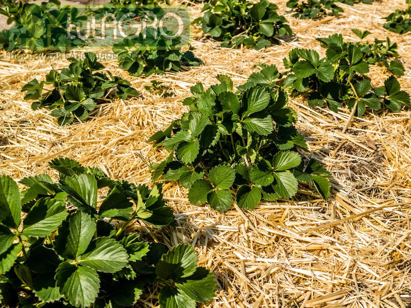 В конце лета у земляники садовой обрезают усы - AGROzen