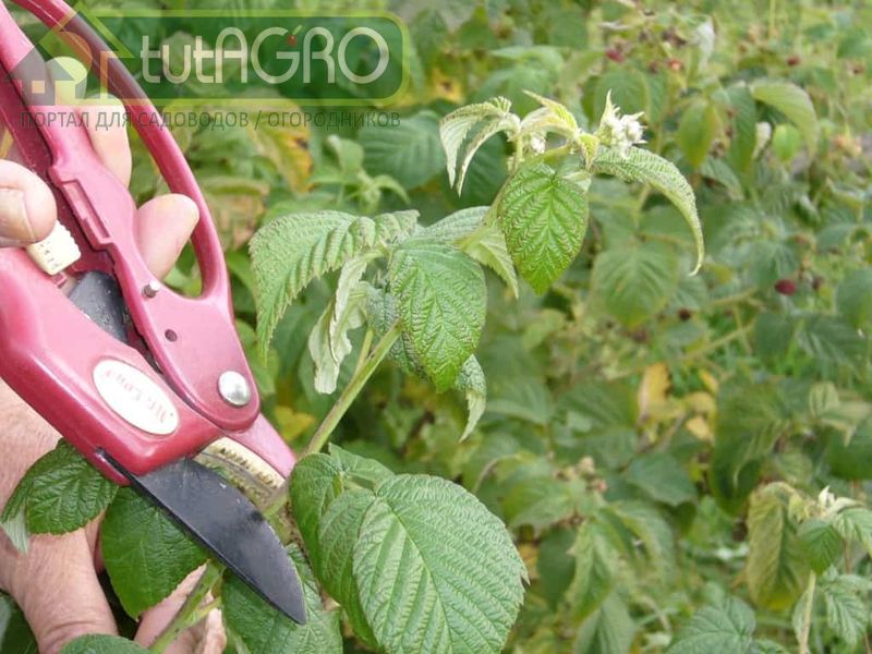 До середины сентября проводят подкормки ремонтантной малины - AGROzen