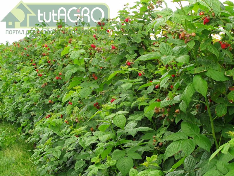 После уборки ягод черной, красной и белой смородины - AGROzen