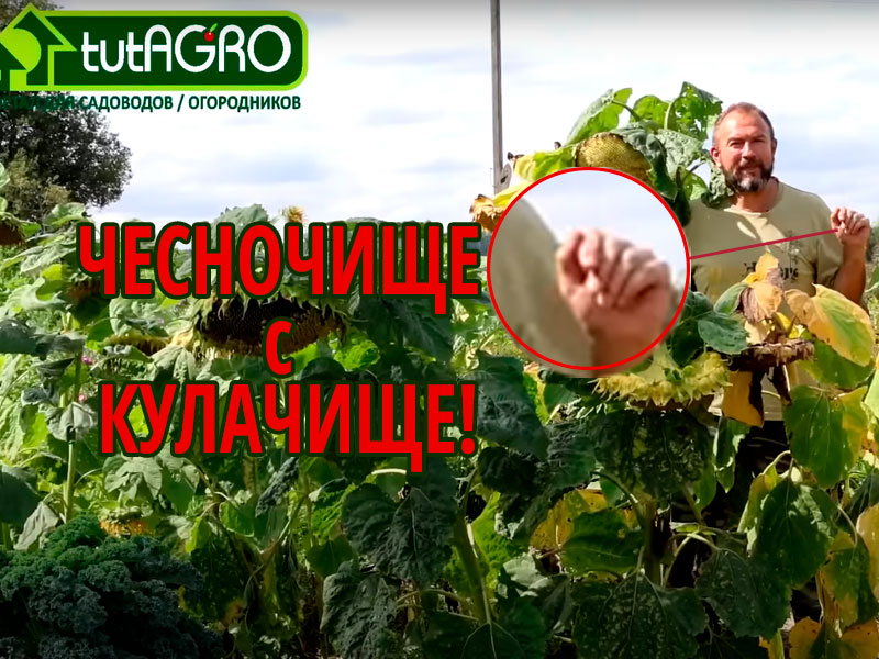 Что самое главное в посадке чеснока