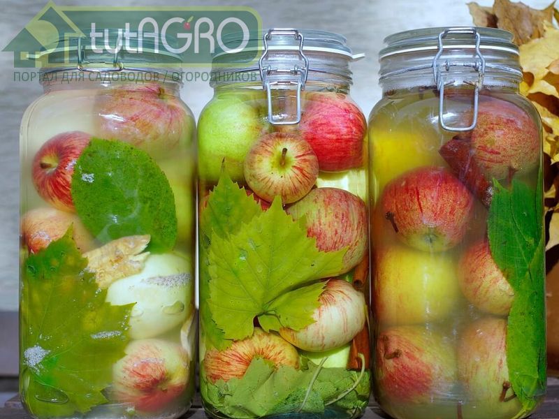 Можно добавить в яблоки веточки душицы или иссопа, зерна тмина, аниса, веточки или зерна укропа Можно добавить в яблоки веточки душицы или иссопа, зерна тмина, аниса, веточки или зерна укропа - AGROzen