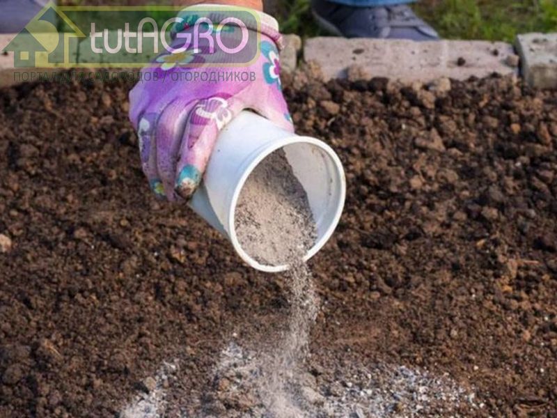 Зола Зола - AGROzen