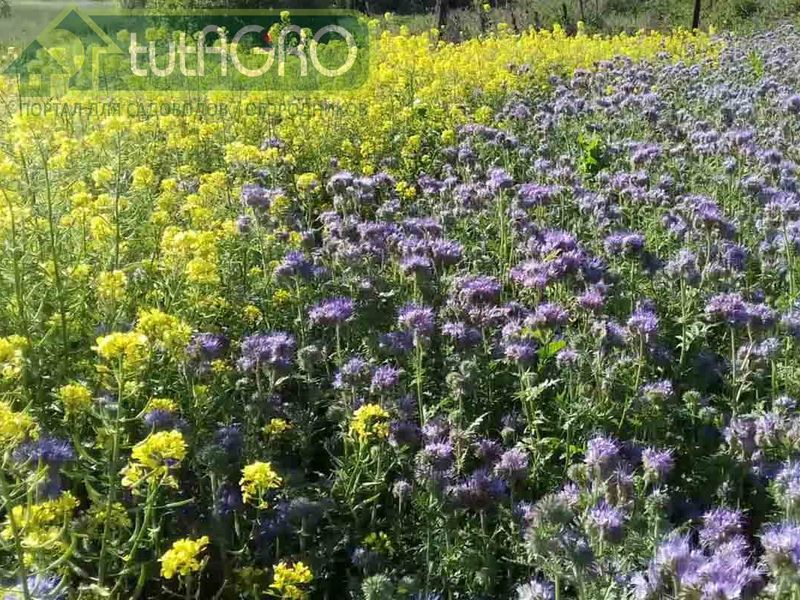 Чудесная комбинация из сидератов - AGROzen