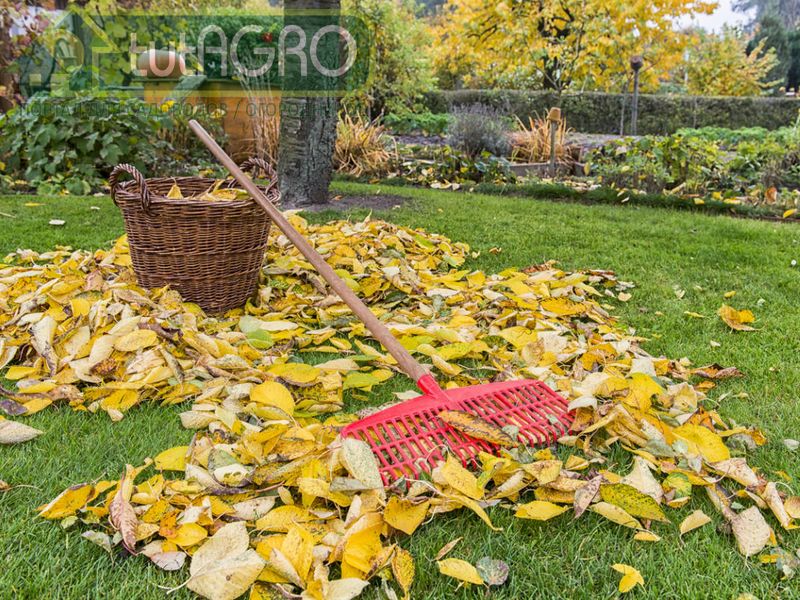 Вместе с листвой можно занести на участок клещей Вместе с листвой можно занести на участок клещей - AGROzen