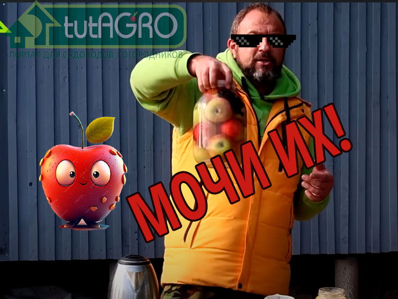 Моченые яблоки на меду