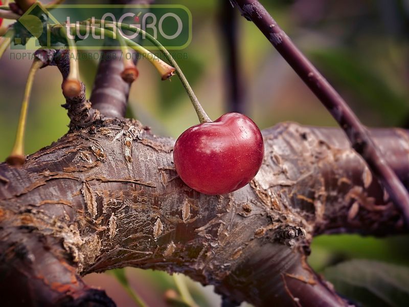 Подготовка вишни к зиме - AGROzen