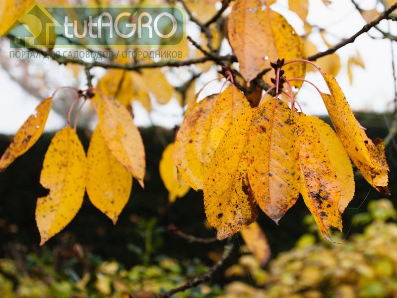Падение температуры ночью вызывает замерзание клеточного сока и образование трещин в коре Падение температуры ночью вызывает замерзание клеточного сока и образование трещин в коре - AGROzen
