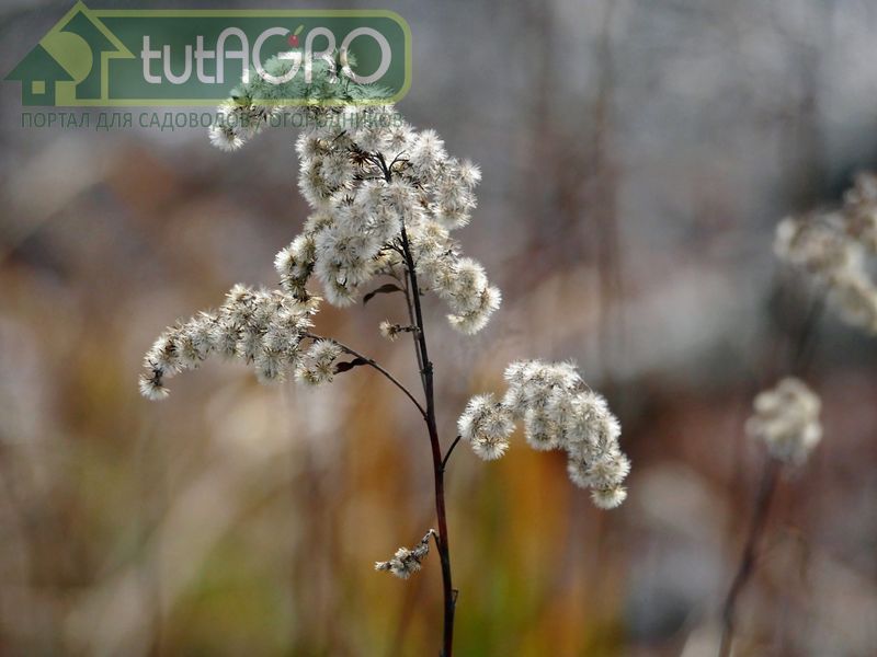 Одним из таких растений является золотарник канадский Одним из таких растений является золотарник канадский - AGROzen