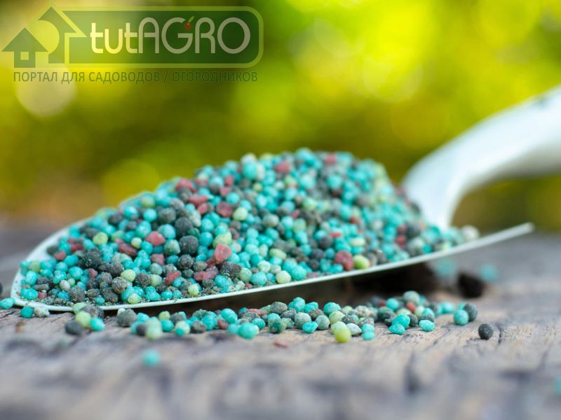 Легкий способ диагностики нехватки фосфора в почве - AGROzen