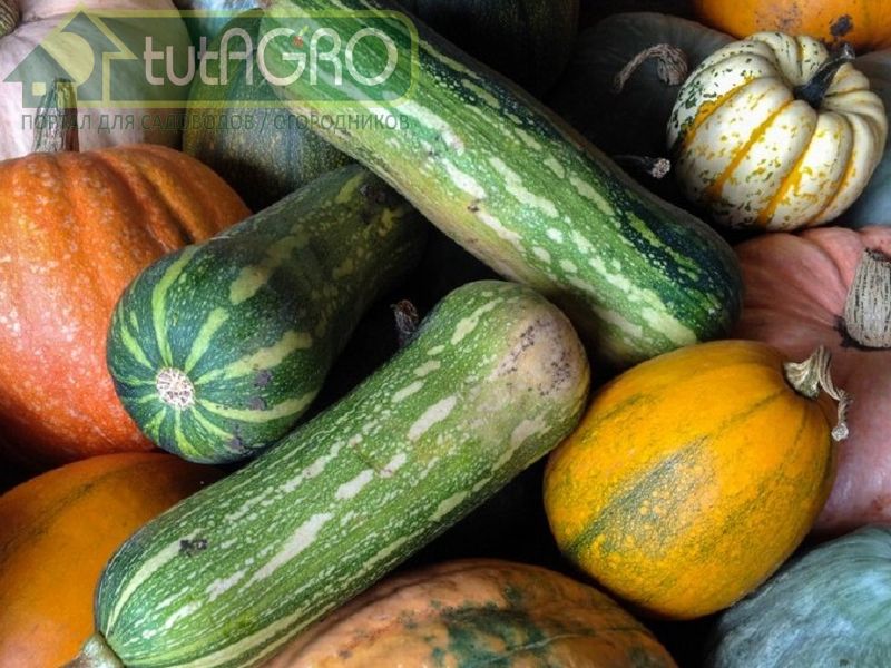 Плесень на тыкве и кабачках - AGROzen