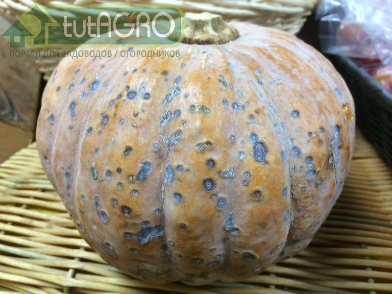 В процессе хранения тыквы и кабачки иногда покрываются подозрительными пятнами черного или белого цвета В процессе хранения тыквы и кабачки иногда покрываются подозрительными пятнами черного или белого цвета - AGROzen