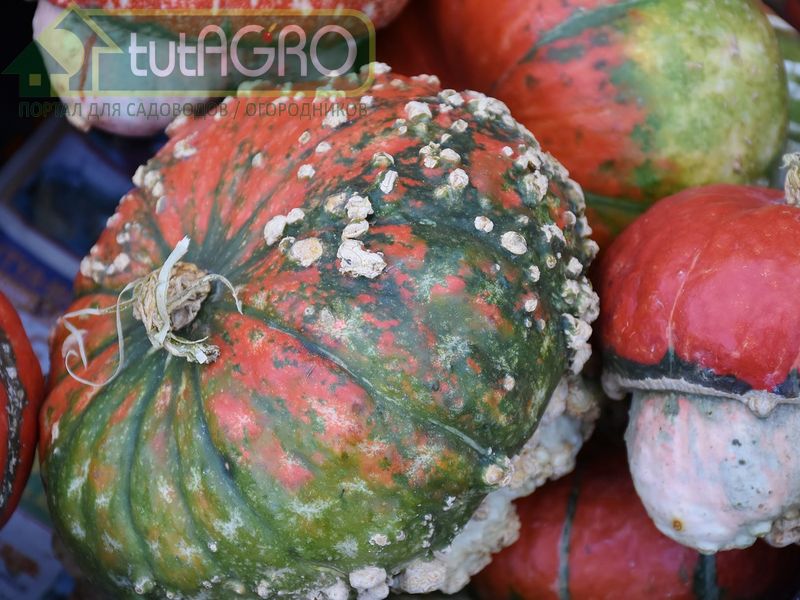 Самым опасным обладателем такого пушка является гриб фузариум Самым опасным обладателем такого пушка является гриб фузариум - AGROzen