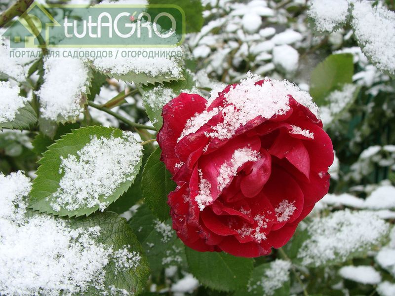 Скорее всего такие веточки без укрытия подмерзнут - AGROzen