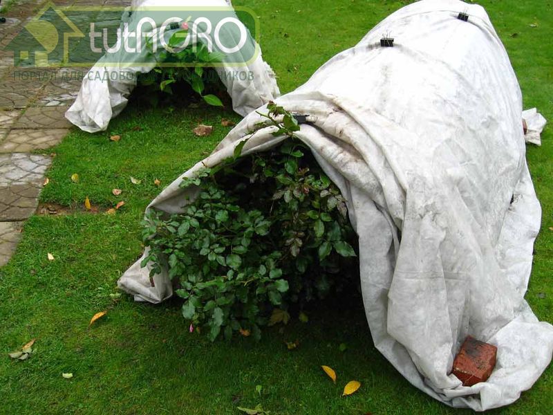 Конечно, отрывать каждый листочек - хлопотно, да к тому же колко - AGROzen