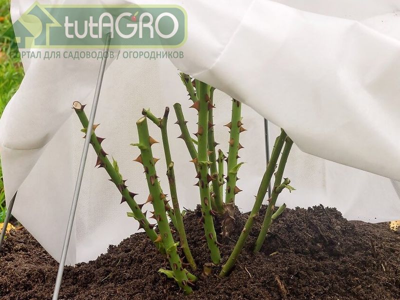 Даже, если случатся оттепели, розы не пострадают - AGROzen