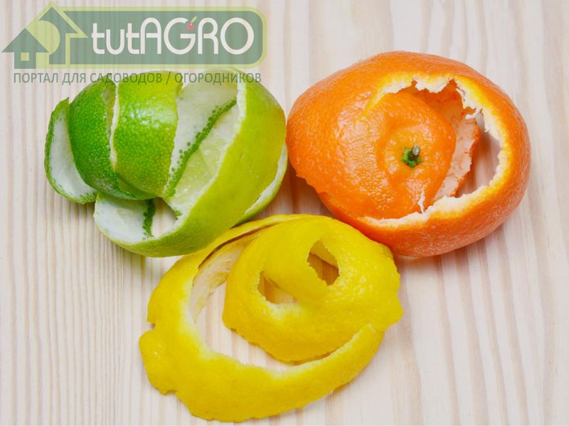 Цитрусовые: со стола в огород - AGROzen