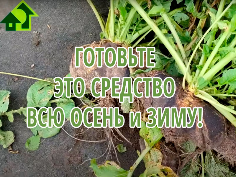 Настоящий огородный эликсир здоровья и бодрости