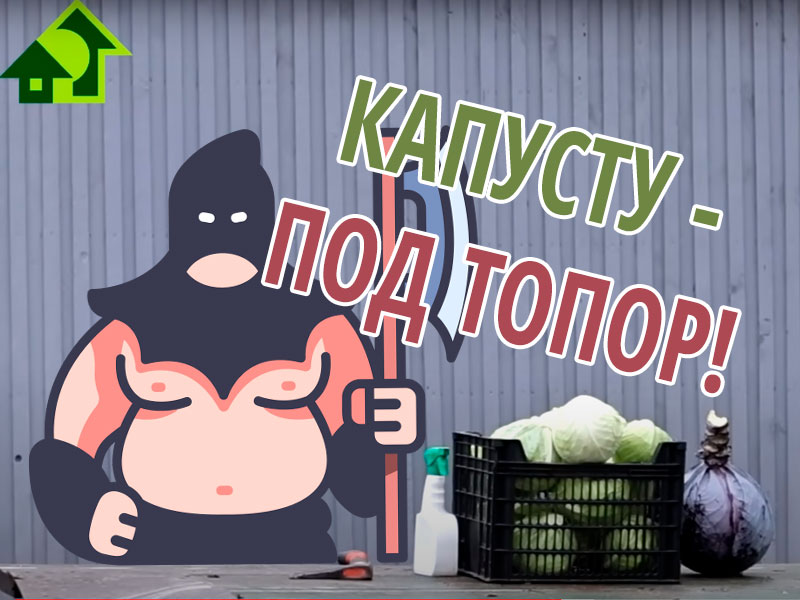 Как сохранить кочанную капусту до весны?