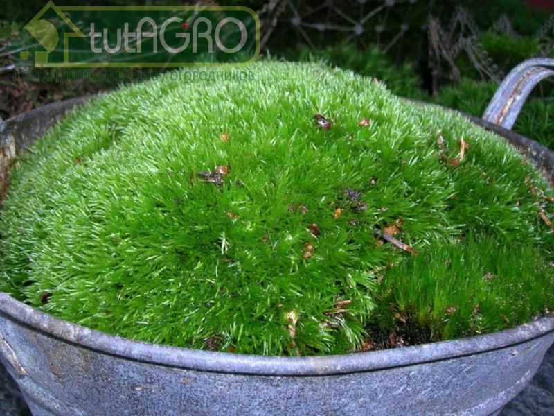 В природе можно встретить разнообразные виды мхов - AGROzen