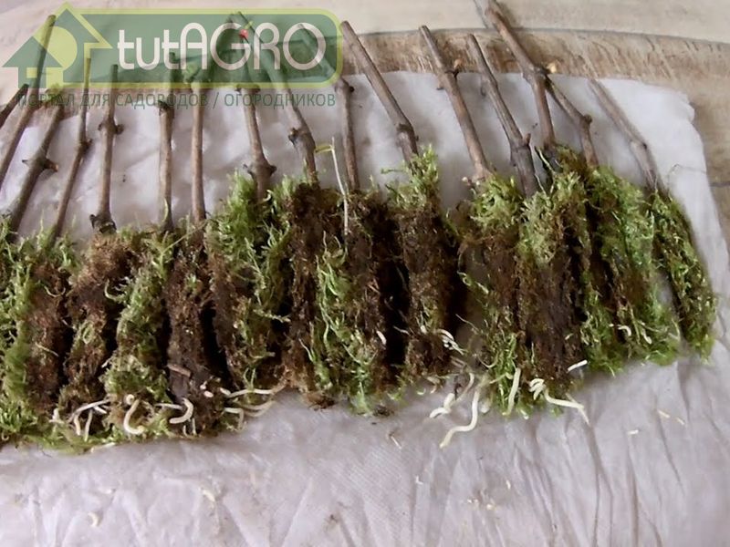 Используйте мох бережно, заготавливайте небольшие порции - AGROzen