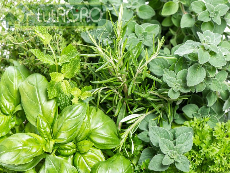 Поместите веточки в емкость с водой и поставьте на подоконник - AGROzen