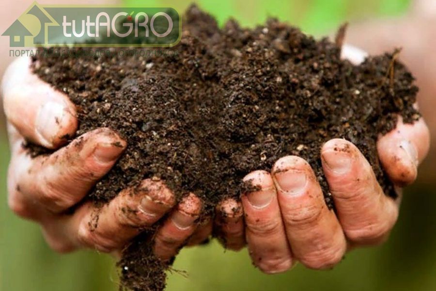 Таким же раствором можно опрыскивать кусты смородины и земляники - AGROzen