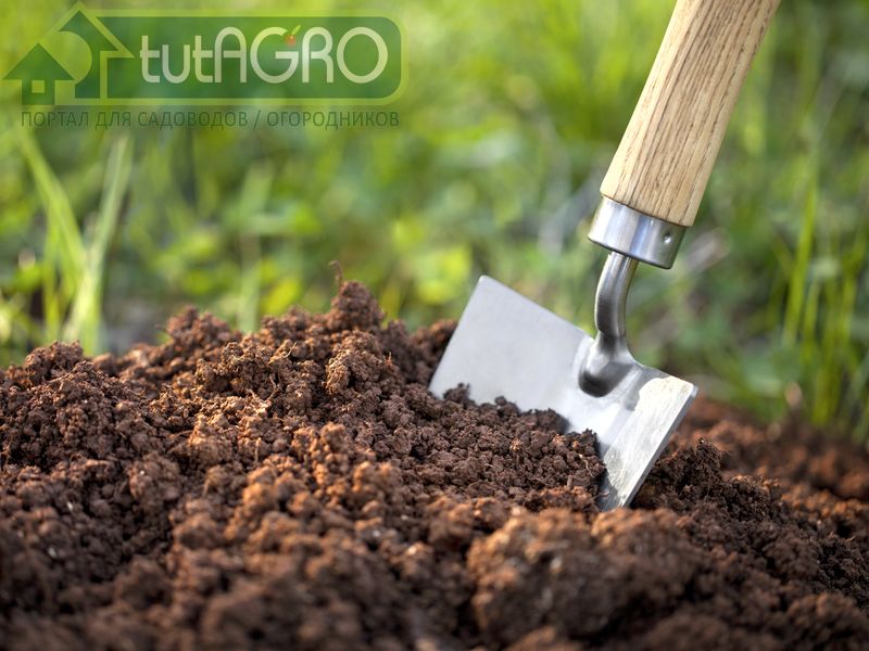 Свежий навоз непригоден для торфяников - AGROzen