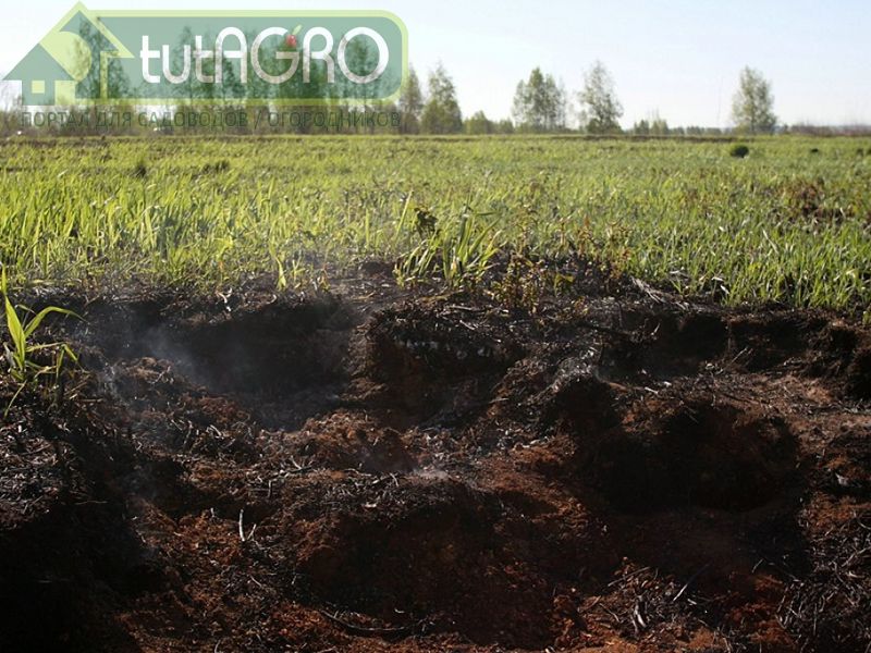 Значение сидерации на торфяниках особенно велико - AGROzen