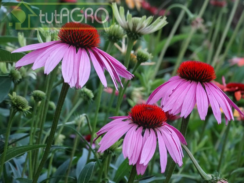 Эхинацея Эхинацея - AGROzen