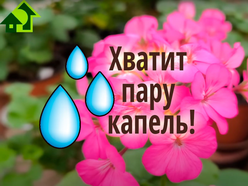 Дешевое аптечное средство для восстановления цветов