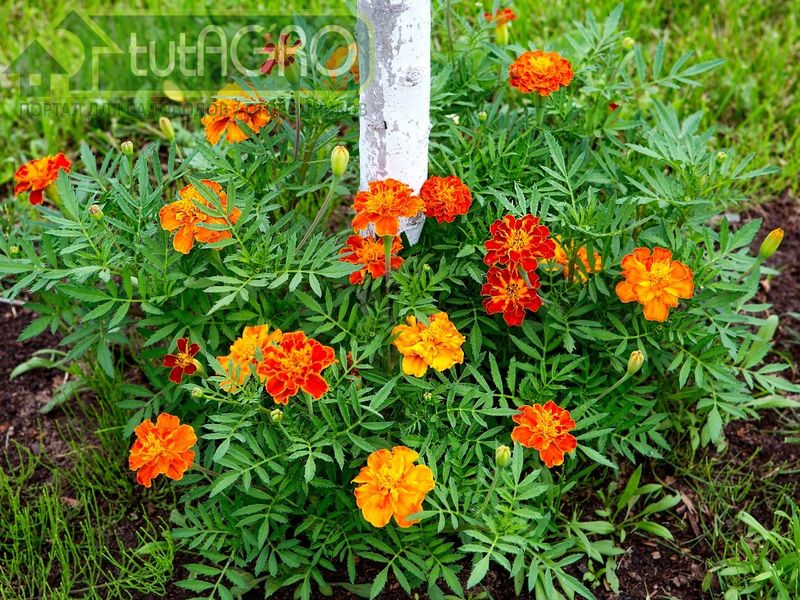 Мульчирование является безусловно чрезвычайно полезным мероприятием - AGROzen