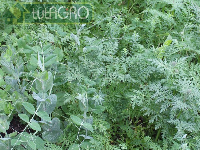 В качестве мульчирующего материала принято использовать различные растительные остатки - AGROzen