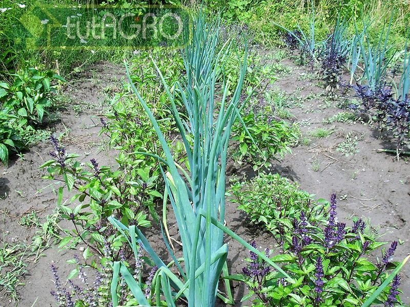 Примерами живой мульчи в огороде можно считать горчицу - AGROzen