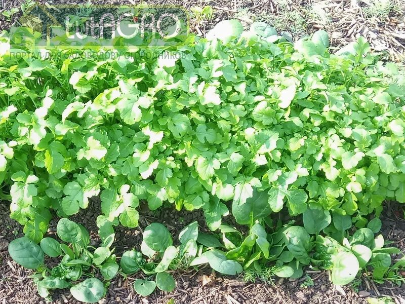 Для садовой живой мульчи есть другое, более подходящее, растение - AGROzen