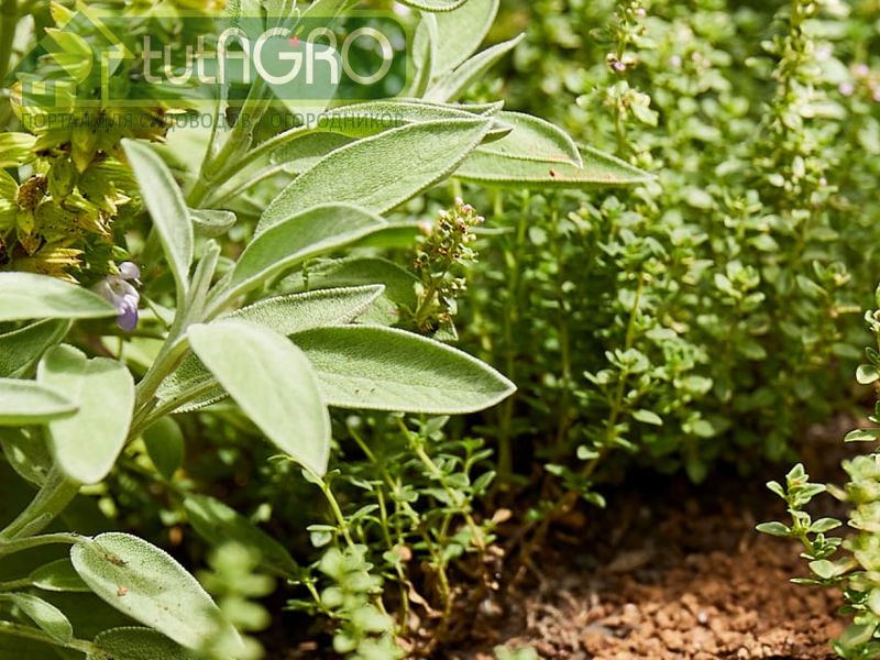 Скошенный чабер можно укладывать в междурядья на грядки или в теплицу - AGROzen