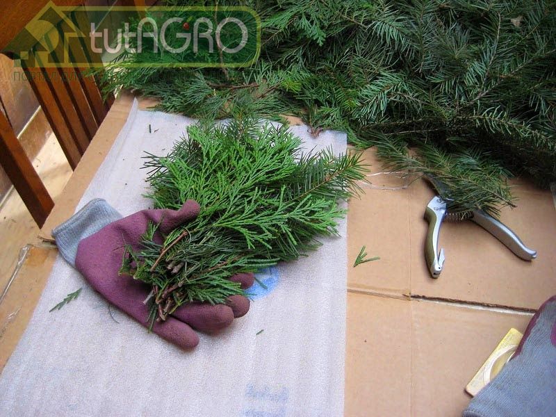 Теперь можно приступить к «прививке» Теперь можно приступить к «прививке» - AGROzen