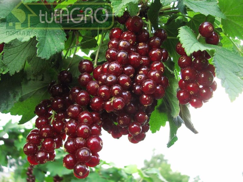 Выращивание смородины и крыжовника современных сортов - AGROzen