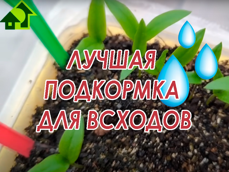 Чем подкормить молодую рассаду?